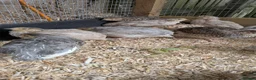 Quail poultry for sale: Coturnix Quail Unsexed Young Birds Many  Colours in Camberley - Advert 2