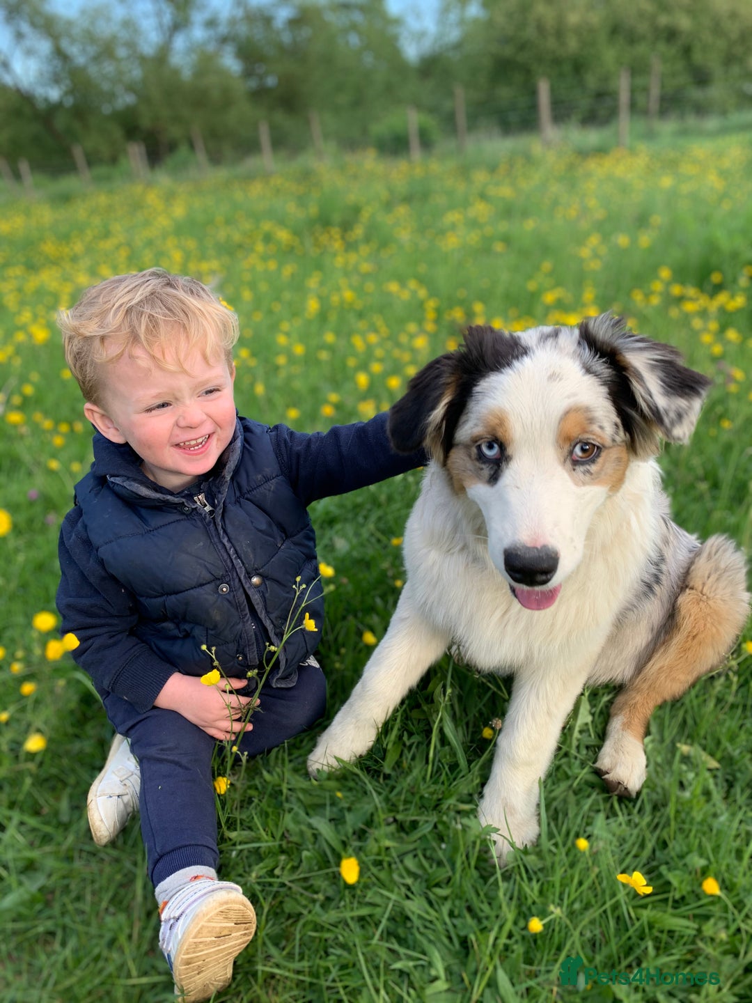 Australian Shepherd dogs for sale: Beautiful Australian Shepherd looking for new home - Image 12