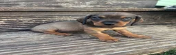 Mixed Breed dogs for sale: DASHALIER PUPPIES Cavalier X dachshund in Saffron Walden - Advert 4