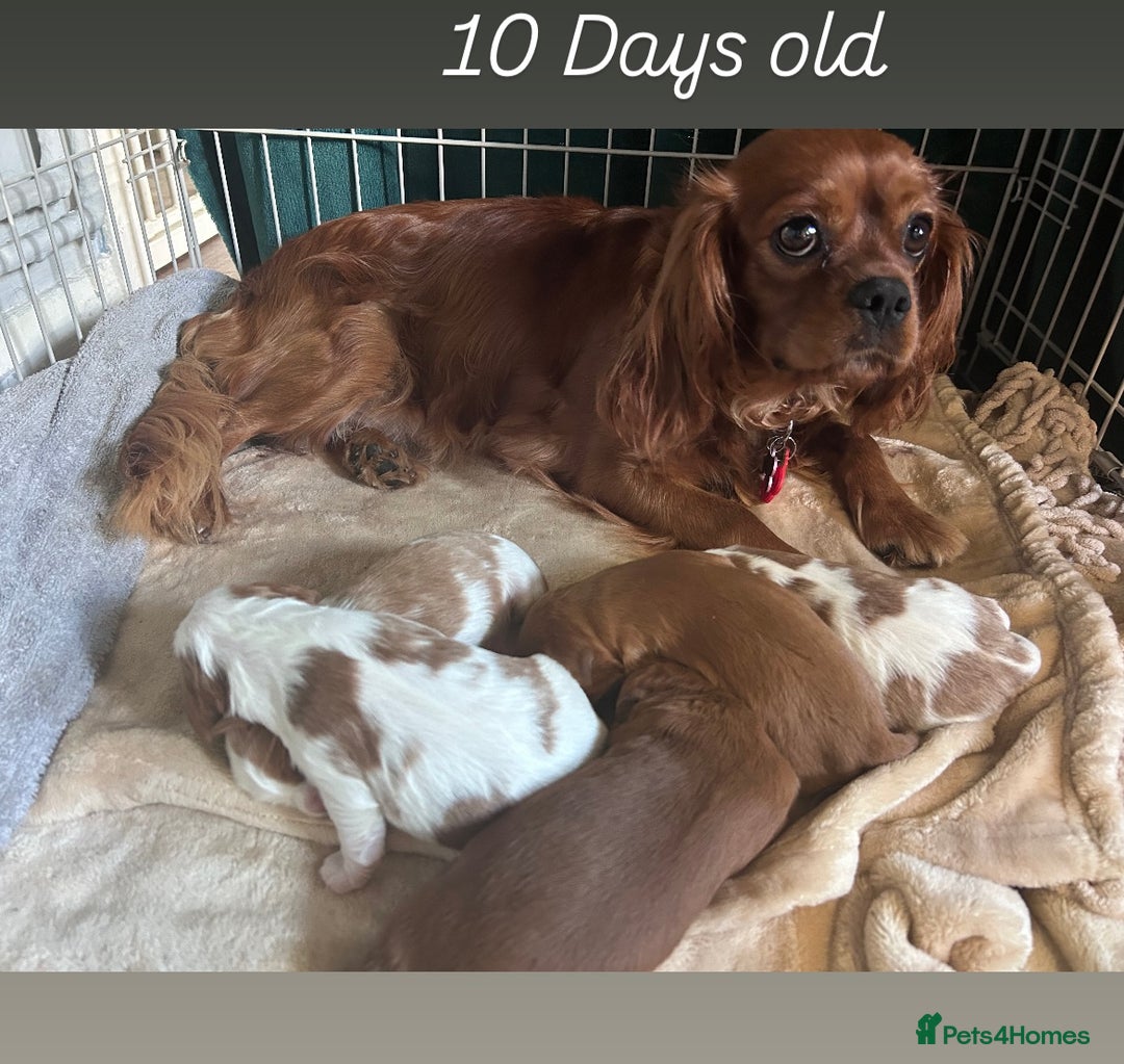Cavalier King Charles Spaniel dogs for sale: 5 King Charles Ruby & Blenheim Puppies  - Image 11