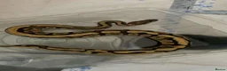 Leopard Gecko reptiles for sale: orange dream ball python female  in Colchester - Advert 1
