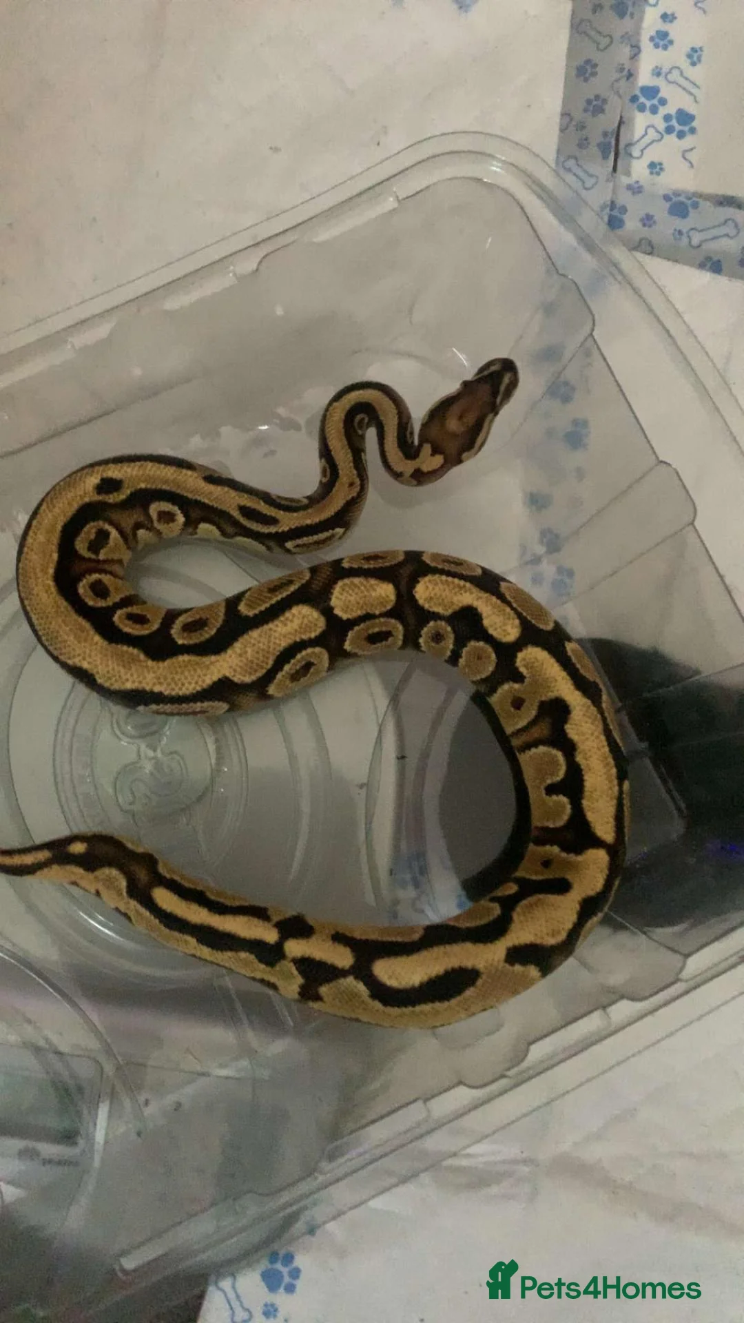 Leopard Gecko reptiles for sale: orange dream ball python female  in Colchester - Advert 1