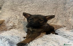 German Shepherd dogs for sale: German Shepherd Puppies - Image 9