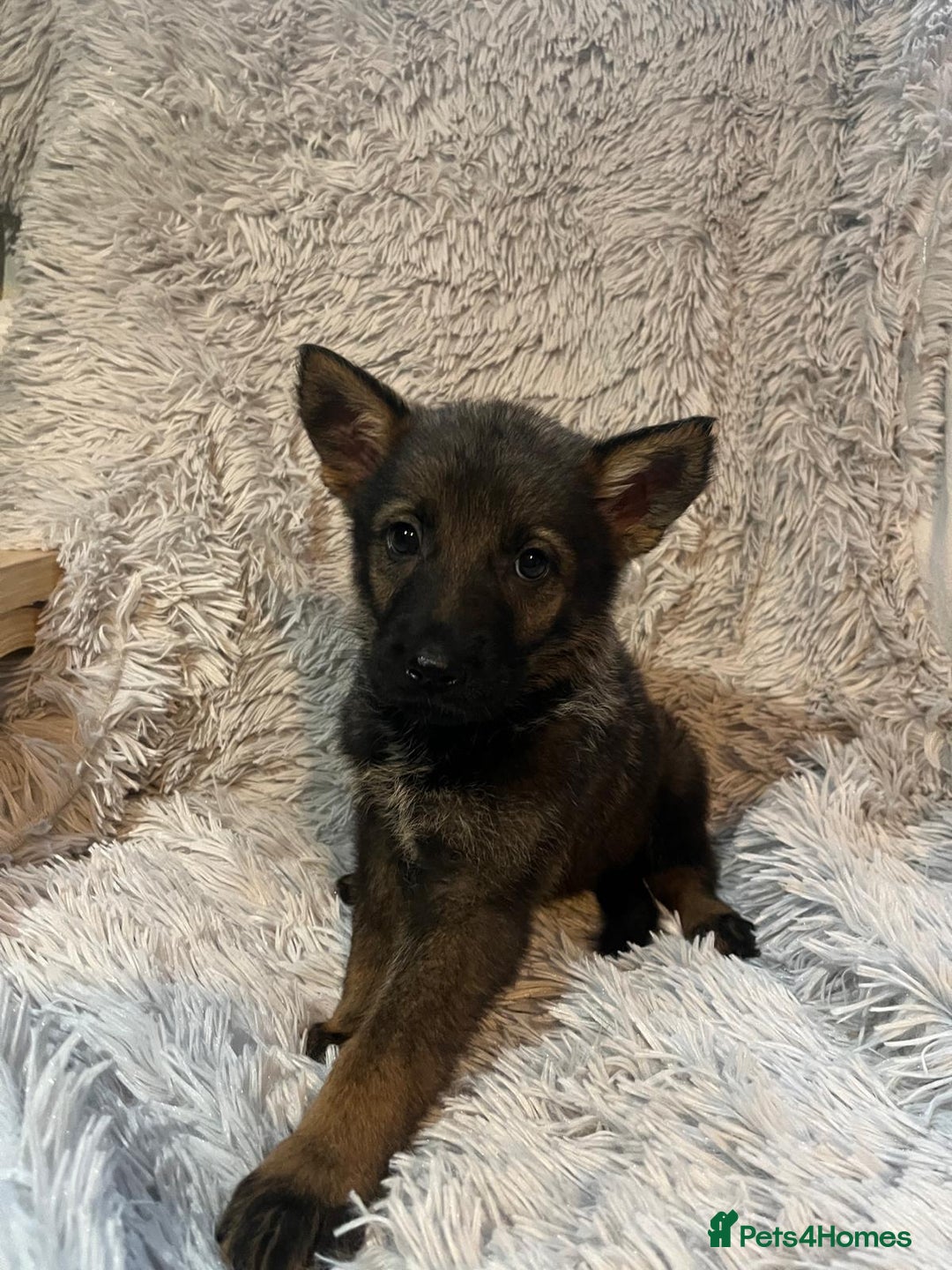German Shepherd dogs for sale: German Shepherd Puppies - Image 9
