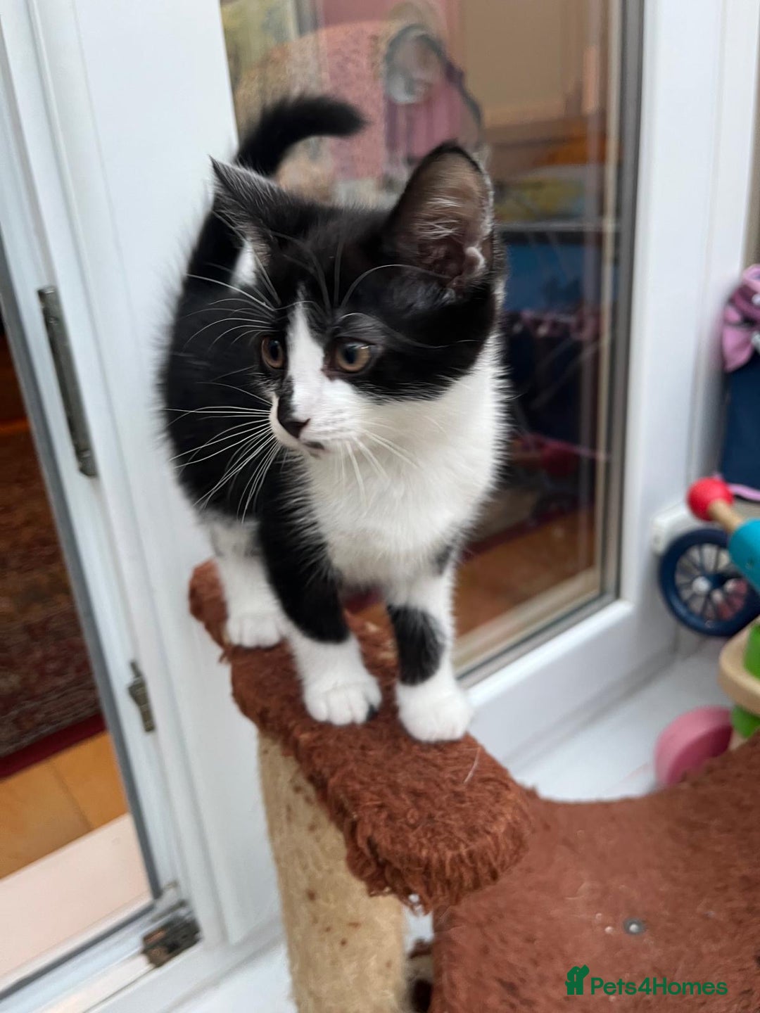 Mixed Breed cats for sale: An adorable kitten  - Image 6