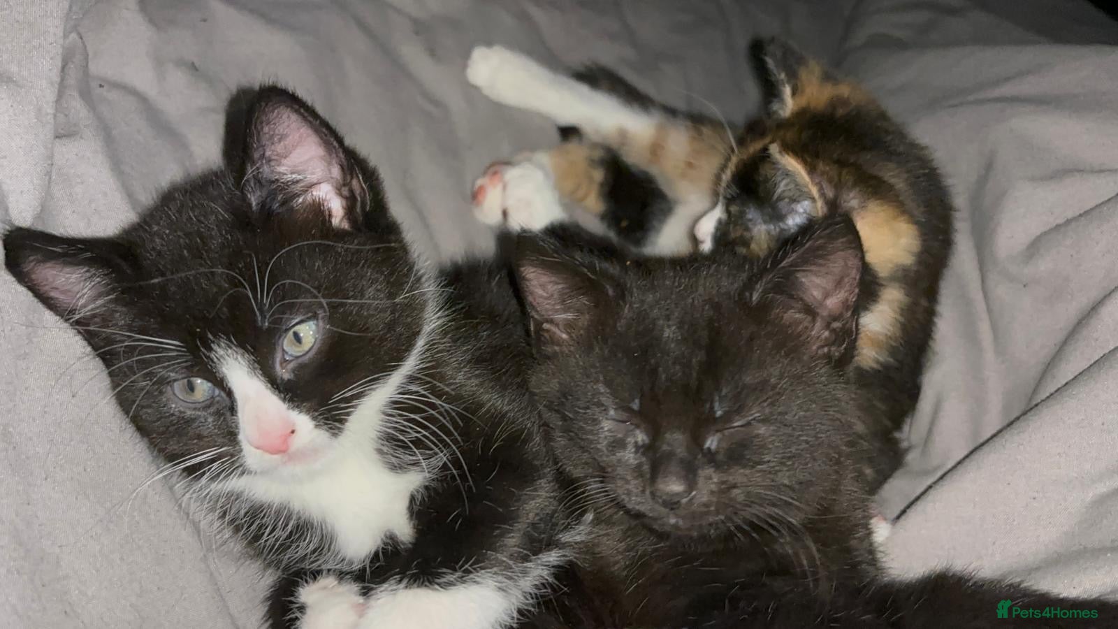 Mixed Breed cats Fluffy black and white, and black kittens  - Advert 4