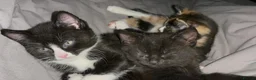 Mixed Breed cats for sale: Fluffy black and white, and black kittens  - Advert 1
