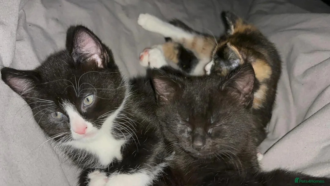 Mixed Breed cats for sale: Fluffy black and white, and black kittens  - Advert 1