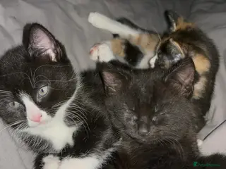 Mixed Breed cats Fluffy black and white, and black kittens - Advert 4