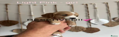 Light Pink - Girl 