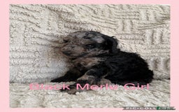 Cockapoo dogs for sale: Stunning F1B Merle Cockapoo Puppies!!!! - Image 9