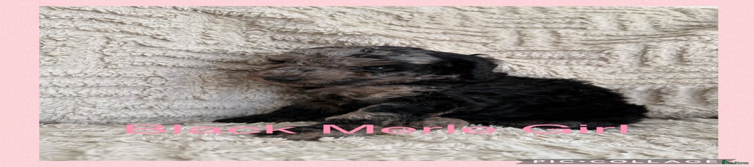 Cockapoo Puppy 5