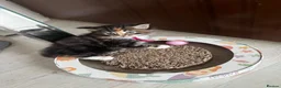 Maine Coon cats for sale: stunning babies looking for there forever homes 🏠 - Advert 9