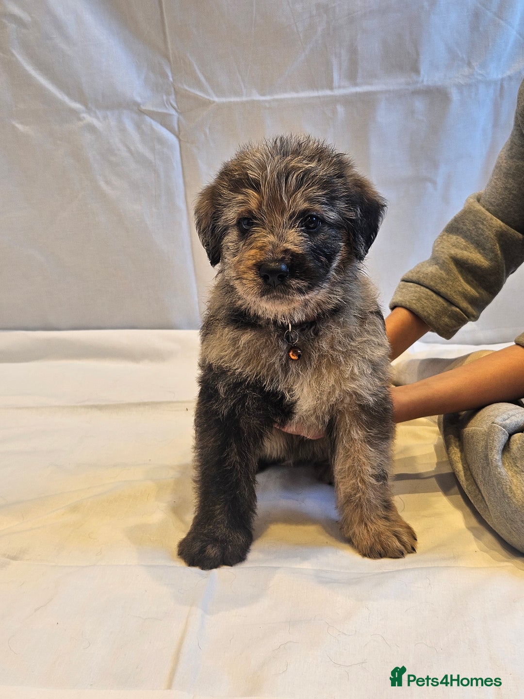 Mixed Breed dogs for sale: Rottweiler x poodle puppies ✨️ready now✨️ - Advert 10