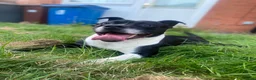 Mixed Breed dogs for sale: Male staffy cross English bulldog  in Manchester - Advert 2