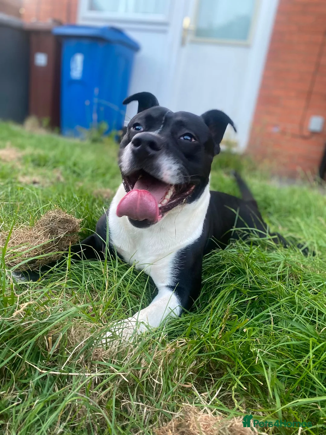 Mixed Breed dogs for sale: Male staffy cross English bulldog  in Manchester - Advert 2