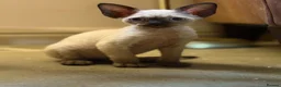 Devon Rex cats for sale: Two mischievous Devon Rex boys  - Advert 14