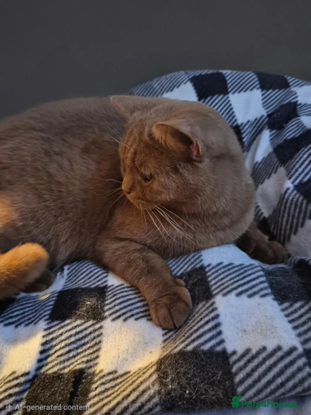 British Shorthair cats for sale: 🤎 Stunning Cinnamon British Shorthair Female 🤎 in Birmingham - Advert 2