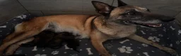 Mixed Breed dogs for sale: Beautiful GSD x Belgian Malinois Pups  - Advert 6