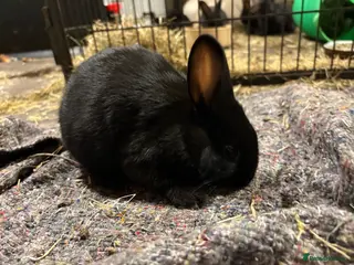 New Zealand rabbits New Zealand baby ONLY 1 buck left - Advert 7