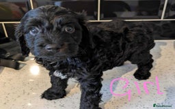 Cockapoo dogs for sale: Cockapoo puppys  - Image 6