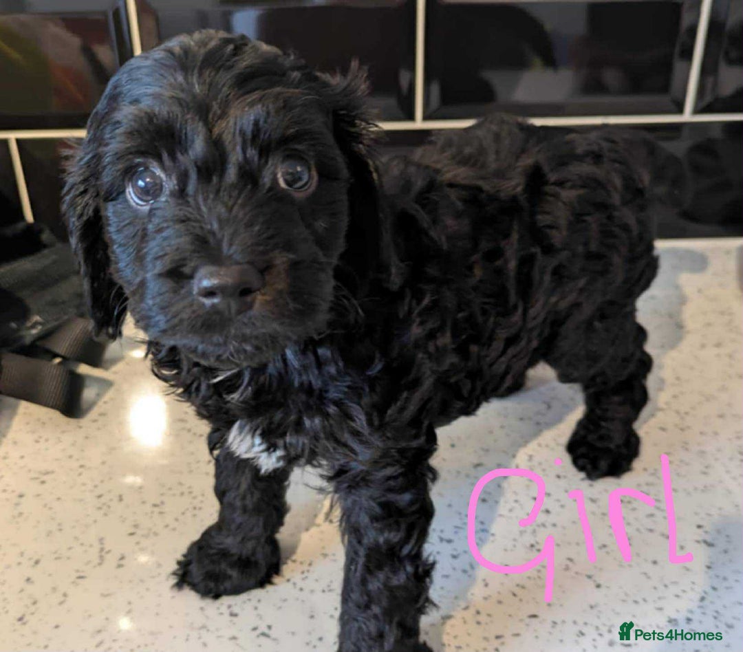 Cockapoo dogs for sale: Cockapoo puppys  - Image 6