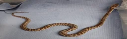 Python Snake reptiles for sale: WheatBelt Stimsons Pythons  - Advert 2