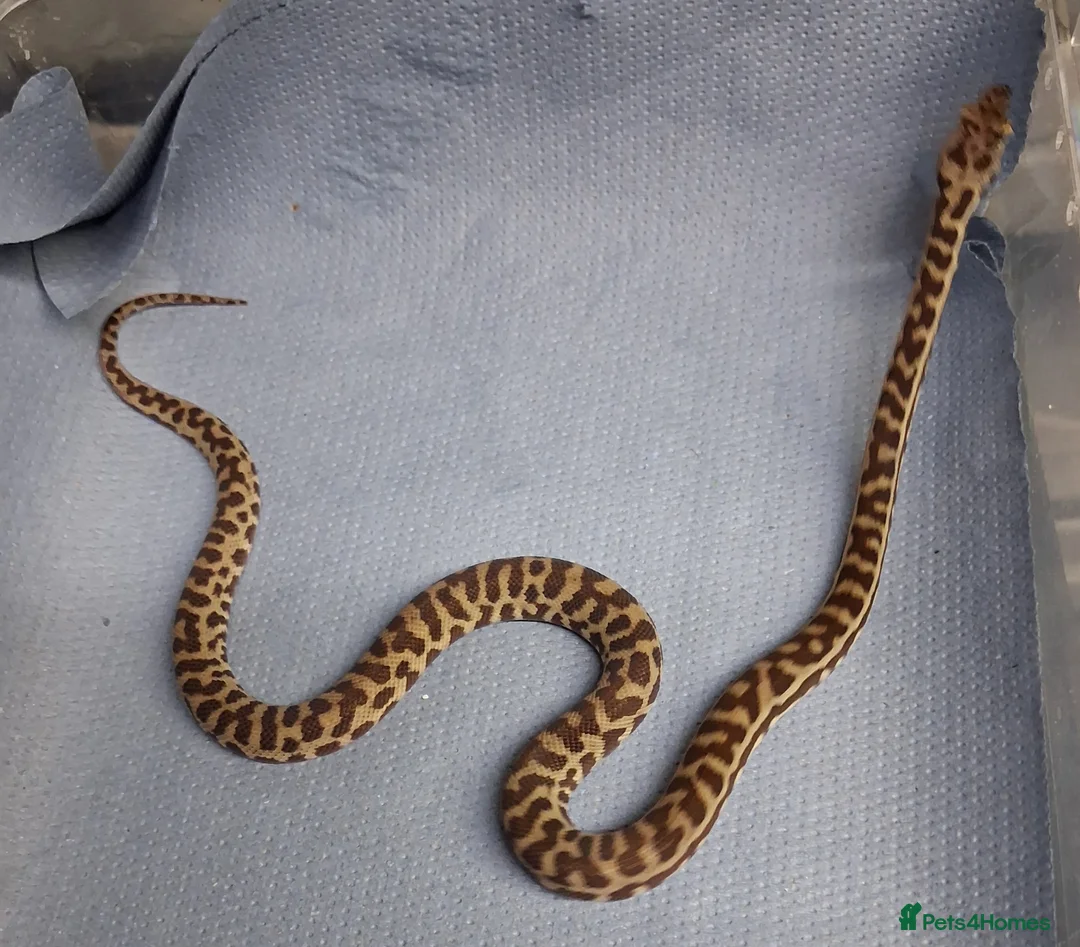 Python Snake reptiles for sale: WheatBelt Stimsons Pythons  - Advert 2