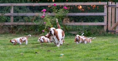 Basset Hound dogs - Advert 2