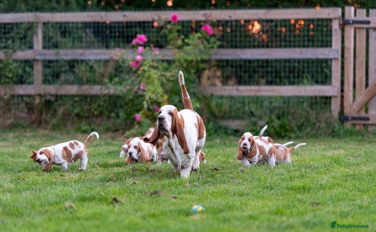 Basset Hound dogs - Advert 1