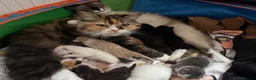 Ragdoll cats for sale: Ragdoll X Persian kittens in Perth - Advert 1