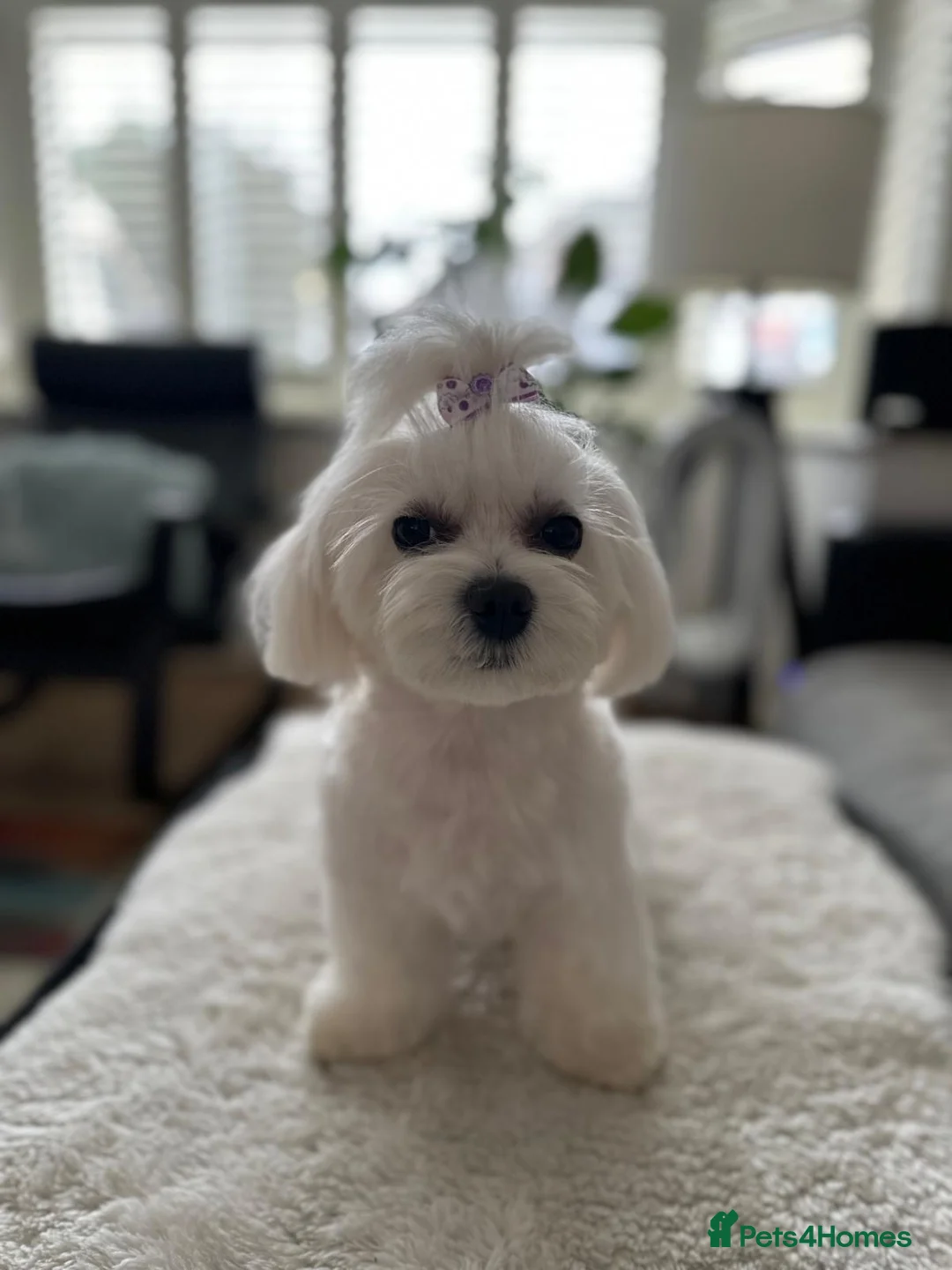 Maltese dogs for sale: Beautiful Maltese Puppies for Sale 🐾 - Advert 2