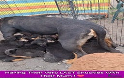 Rottweiler dogs for sale: Stunning Litter Of Shepweiler X Mastiff Pups - Image 11