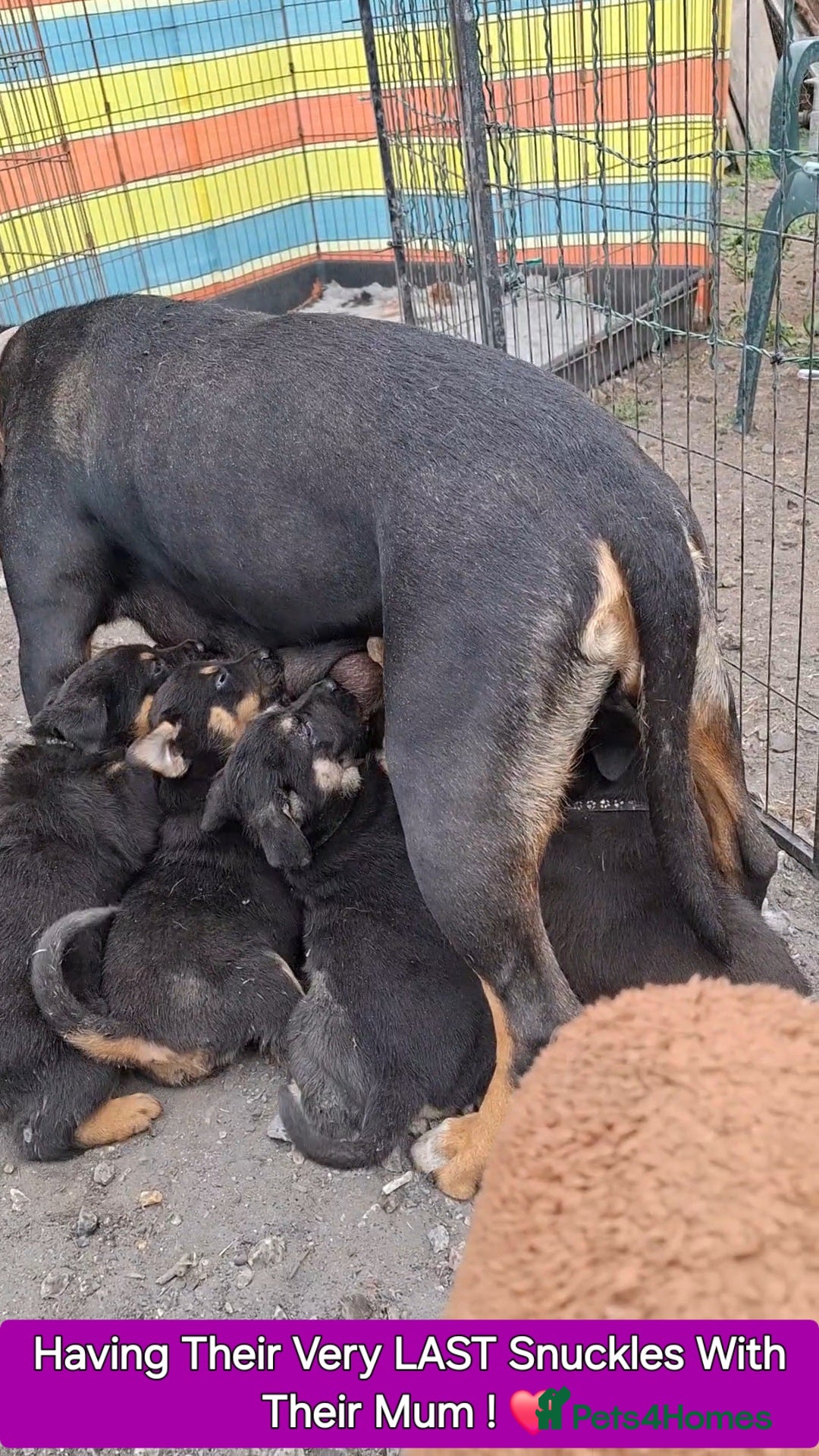 Rottweiler dogs for sale: Stunning Litter Of Shepweiler X Mastiff Pups - Image 11