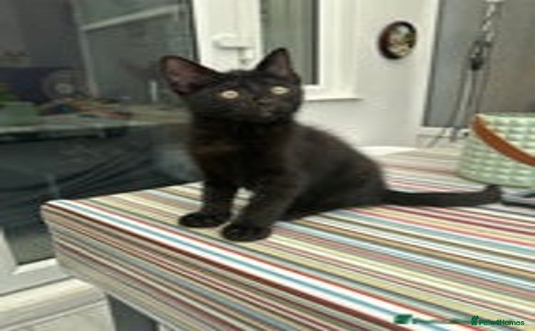 Mixed Breed cats - Advert 2