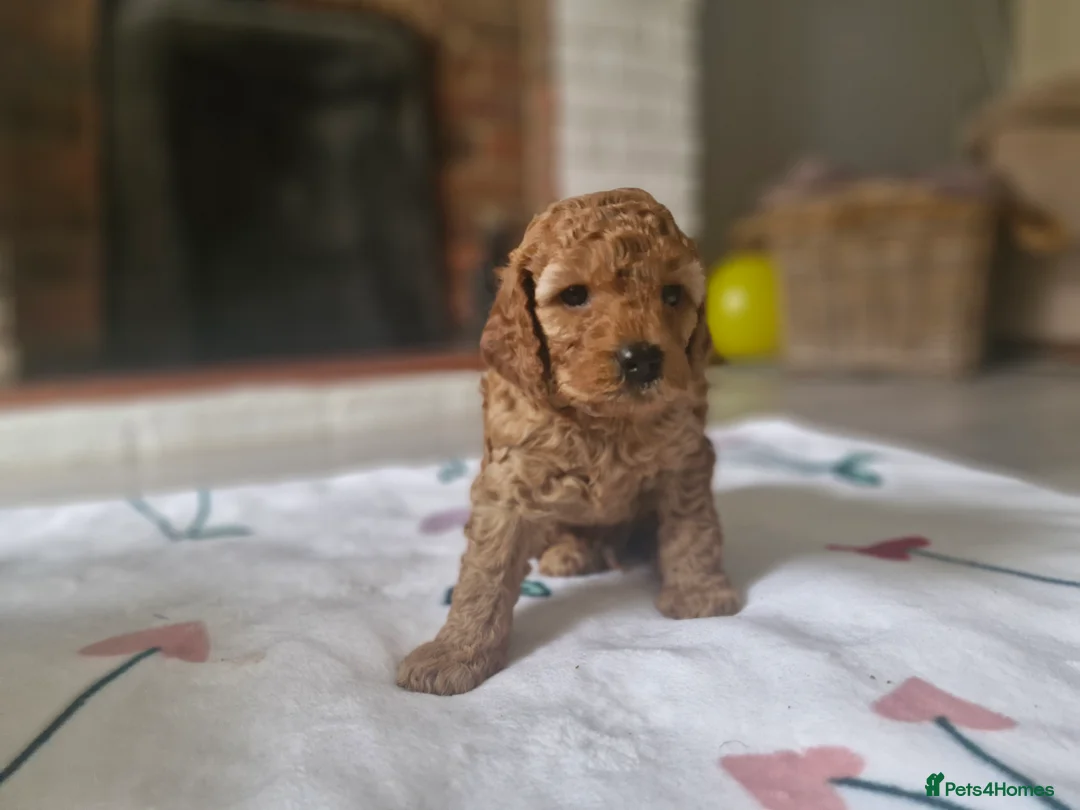 Cavapoo dogs for sale: Beautiful F1b Cavapoo boys looking for loving home in Southampton - Advert 2