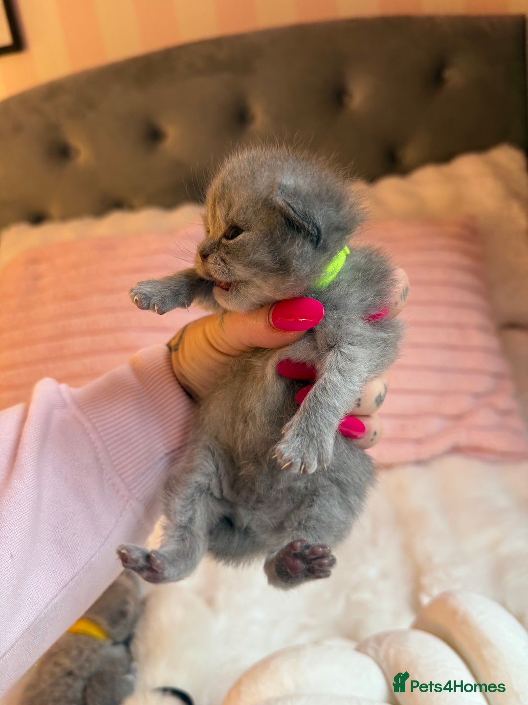 British Shorthair cats for sale: Pure British shorthair Champion line 😻🥇🏆 - Image 14