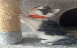 Turkish Angora cats for sale: Turkish Angora/ Ragdoll kittens for SALE !!! - Image 11