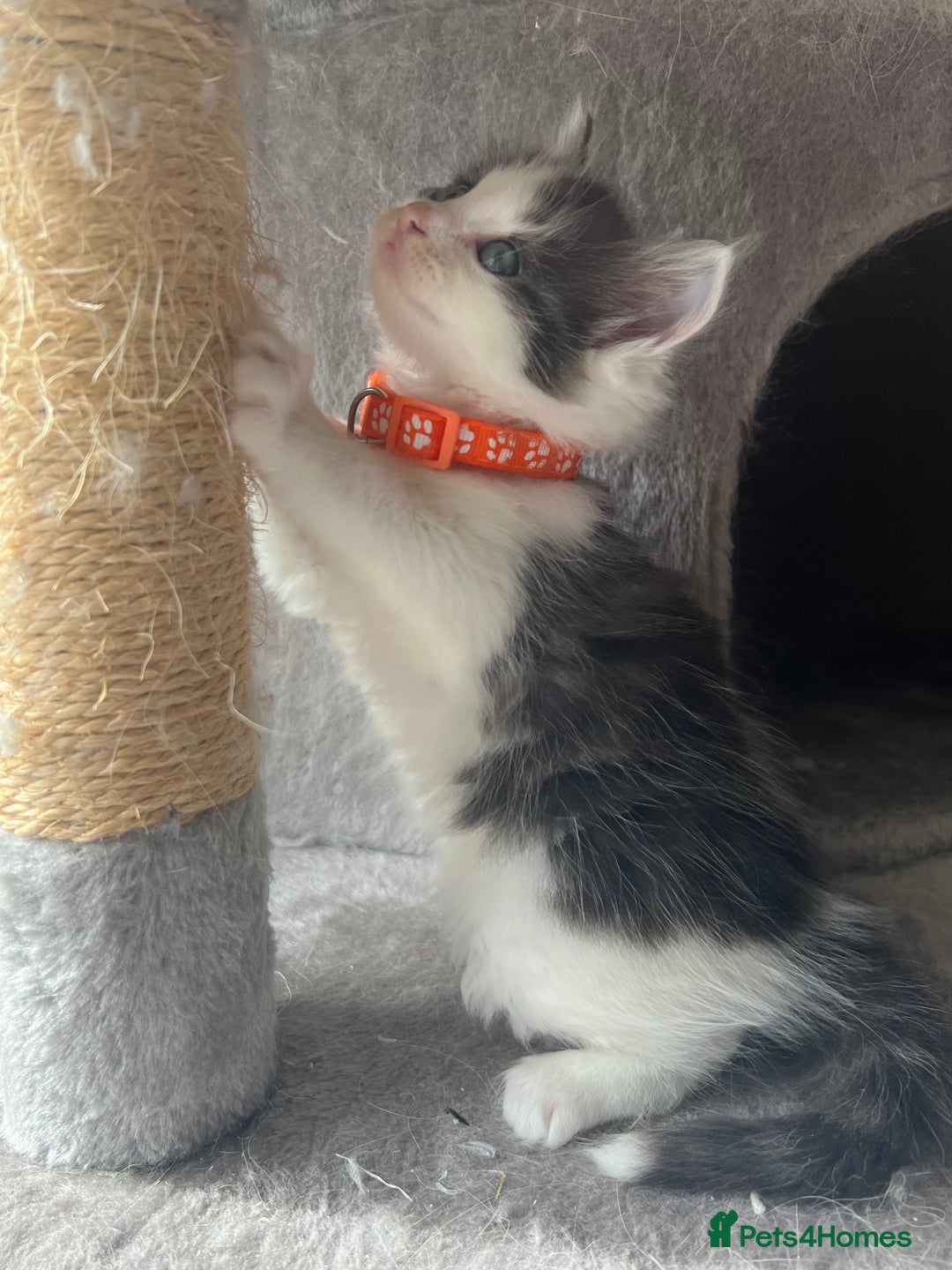 Turkish Angora cats for sale: Turkish Angora/ Ragdoll kittens for SALE !!! - Image 11