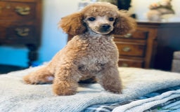 Toy Poodle dogs for sale: Two beautiful red toy poodle girls  - Image 6