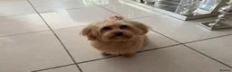 Maltipoo dogs for sale: Health tested Maltipoos - Advert 6
