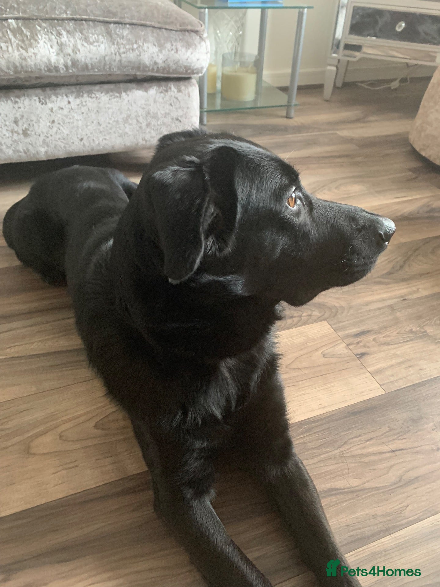 Mixed Breed dogs 3/4 German Shepherd 1/4 Labrador  - Advert 2