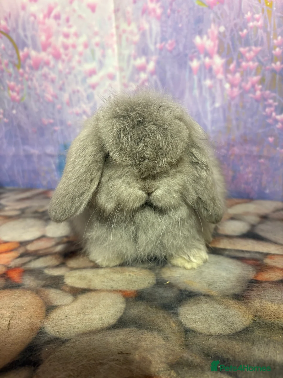 Mini Lop rabbits for sale: Mini lops vaccinated ready to leave - Advert 5