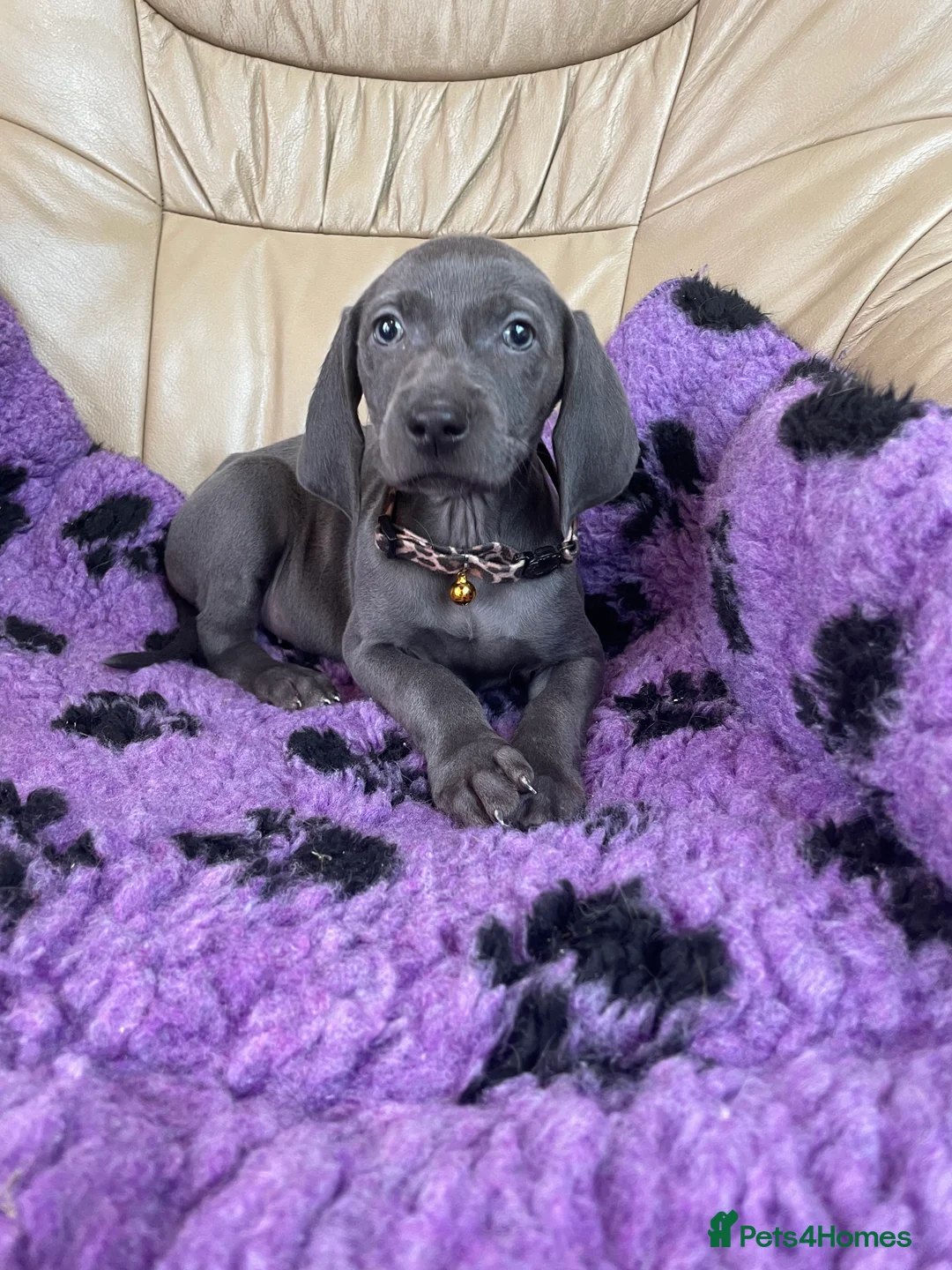 Weimaraner dogs for sale: Weimaraner kc registered  - Advert 15