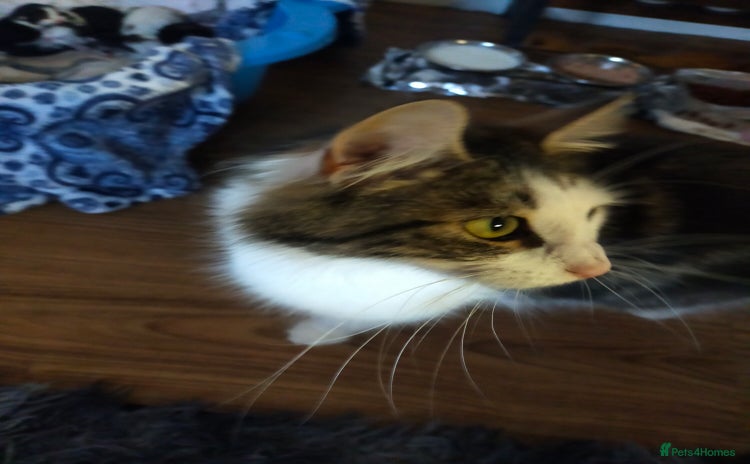 Mixed Breed cats - Advert 1
