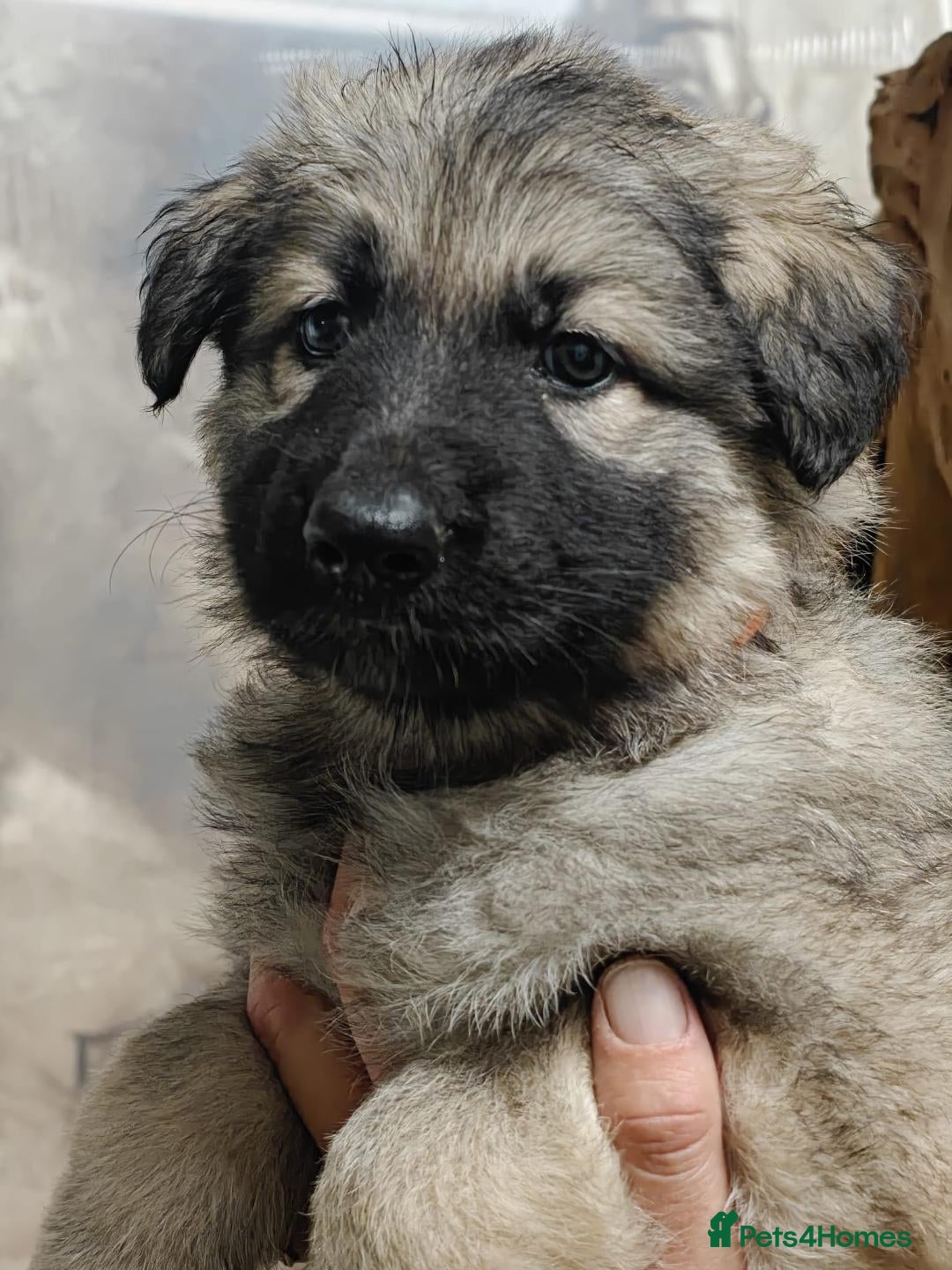 German Shepherd dogs for sale: Beautiful long coated  in Coalville - Image 18