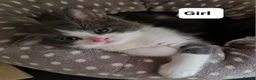 Ragdoll cats for sale: LONGHAIR/ MEDIUM HAIR RAGDOLL CROSS BSH - Advert 22