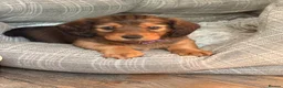 Dachshund dogs for sale: Male Standard longhair dachshund - Advert 14