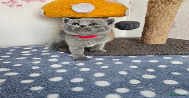 British Shorthair cats - Advert 11