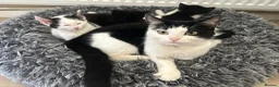Mixed Breed cats for sale: 4 kittens  in London - Advert 1